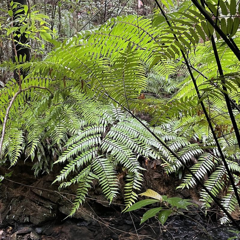Gymnosphaera podophylla, photographed by Takaaki Hattori