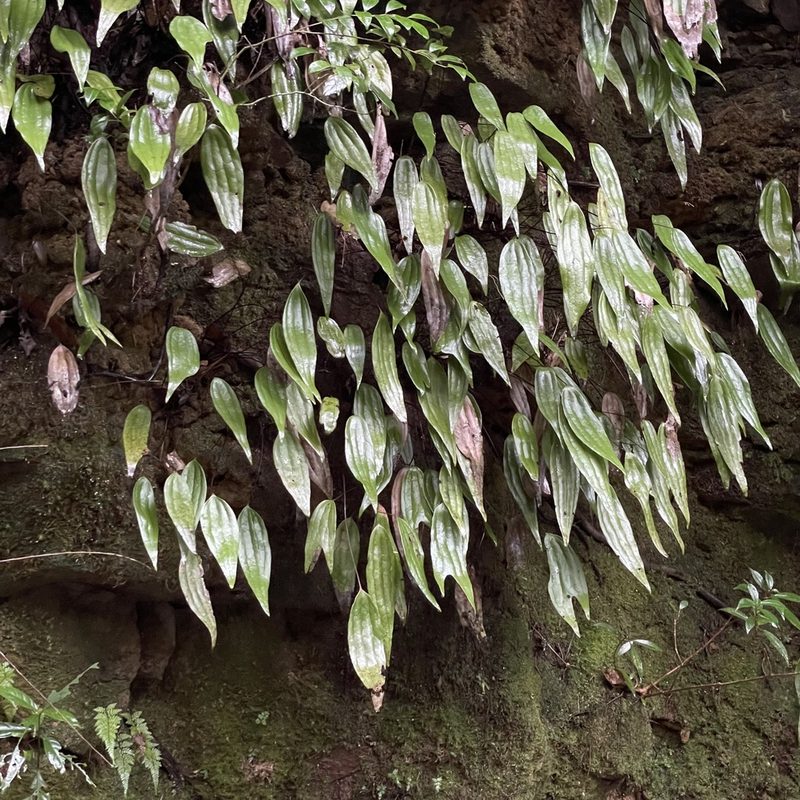 Cheiropleuria integrifolia, photographed by Takaaki Hattori