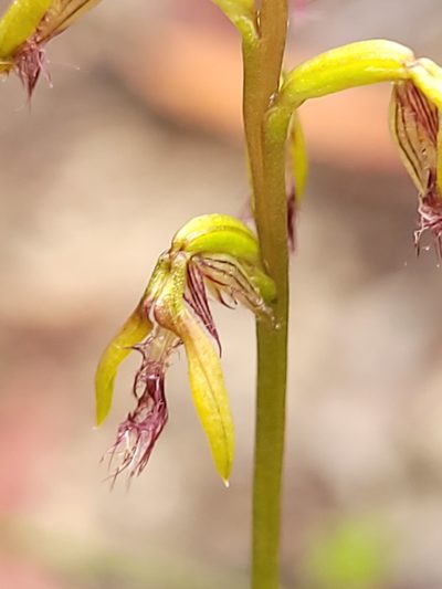 Genoplesium fimbriatum, photographed by Eamonn Culhane