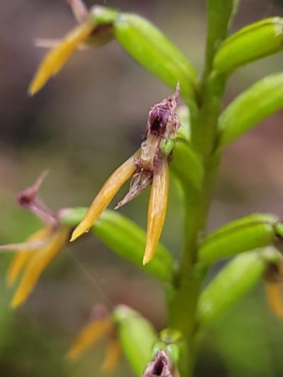 Genoplesium fimbriatum, photographed by Eamonn Culhane