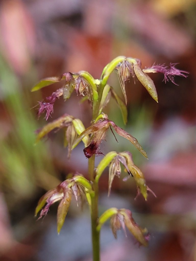 Genoplesium fimbriatum, photographed by Eamonn Culhane