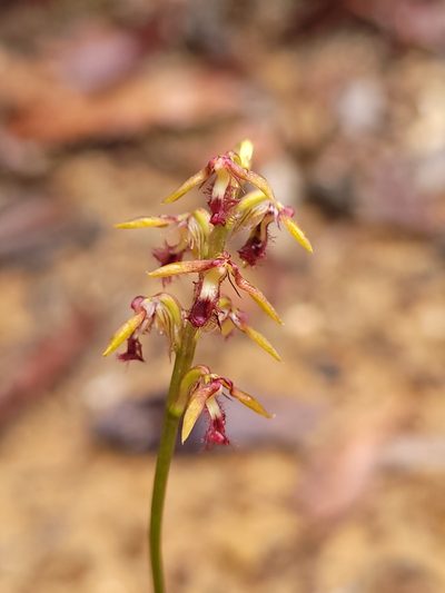 Genoplesium fimbriatum, photographed by Eamonn Culhane