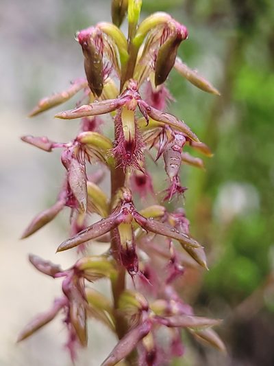Genoplesium fimbriatum, photographed by Eamonn Culhane