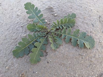 Brassica tournefortii, photographed by Alix Kosmala