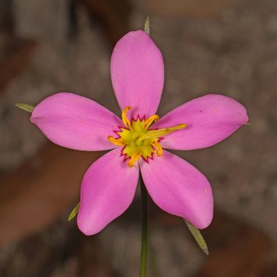 Sabatia stellaris, photographed by Judy Gallagher