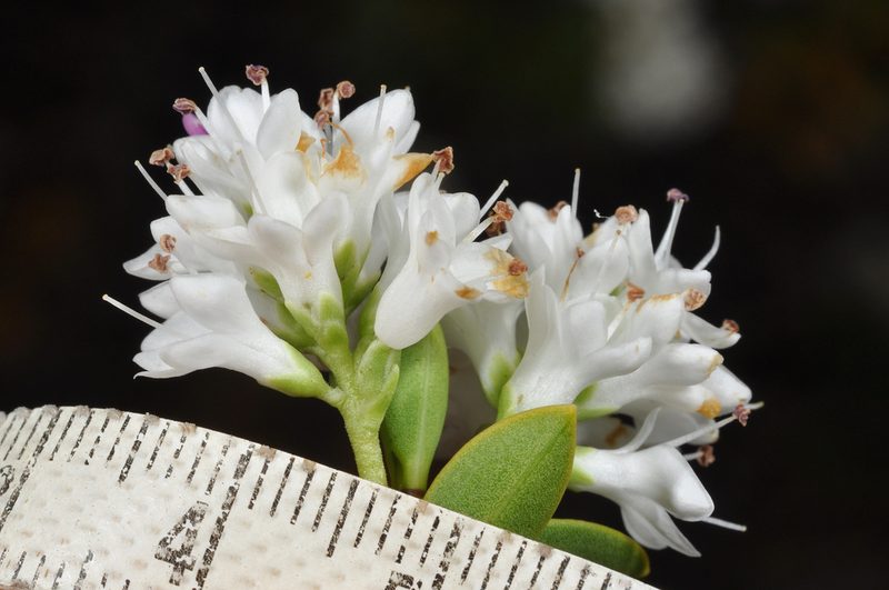 Veronica subfulvida, photographed by Pieter Pelser