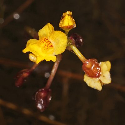 Utricularia foliosa, photographed by Judy Gallagher