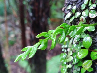 Tmesipteris lanceolata, photographed by Leon Perrie