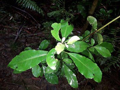 Alseuosmia macrophylla, photographed by naturewatchwidow