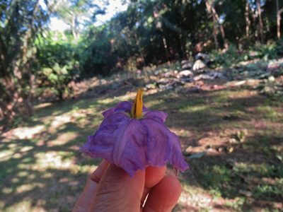 Solanum wrightii, photographed by Annika Lindqvist