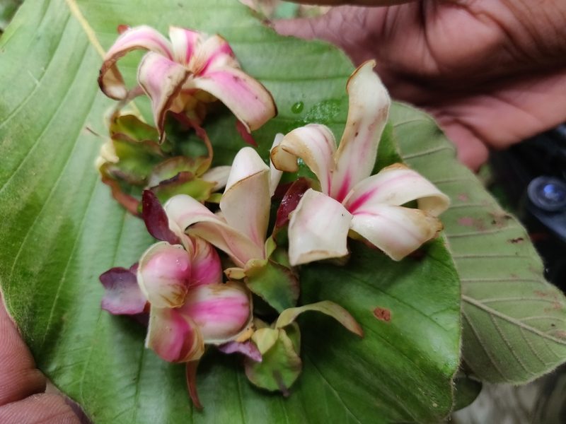 Dipterocarpus bourdillonii, photographed by T R Shankar Raman