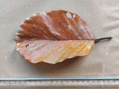 Dipterocarpus bourdillonii, photographed by T R Shankar Raman