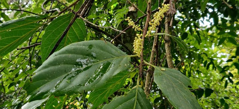 Prunus ceylanica, photographed by T R Shankar Raman