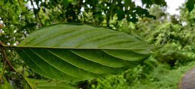 Prunus ceylanica, photographed by T R Shankar Raman