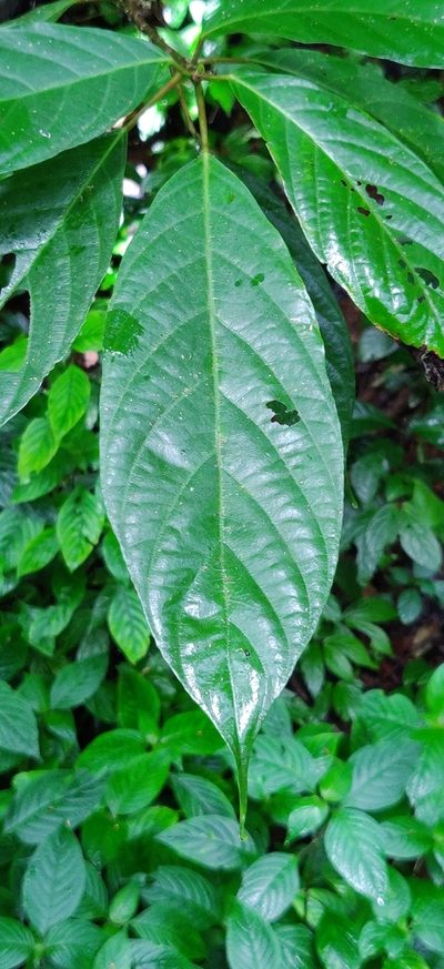 Oreocnide integrifolia, photographed by T R Shankar Raman