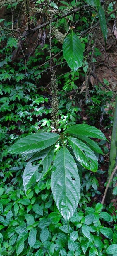 Oreocnide integrifolia, photographed by T R Shankar Raman
