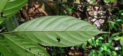 Oreocnide integrifolia, photographed by T R Shankar Raman