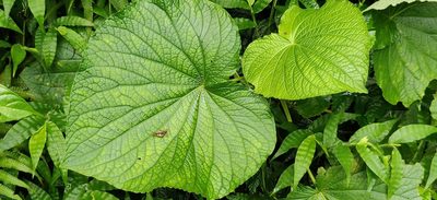 Piper umbellatum, photographed by T R Shankar Raman