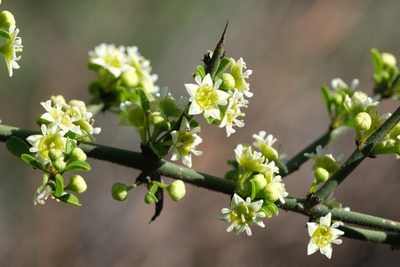 Adolphia californica, photographed by Madeleine Claire