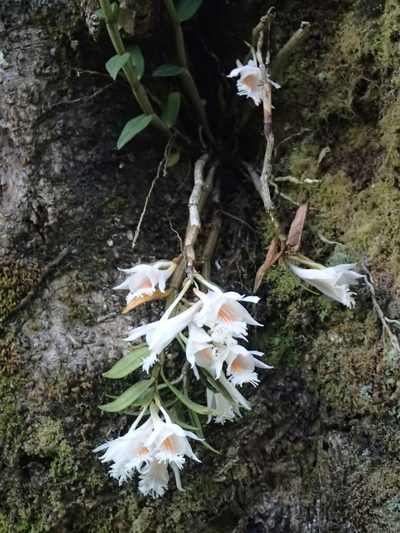 Dendrobium longicornu, photographed by Jigu