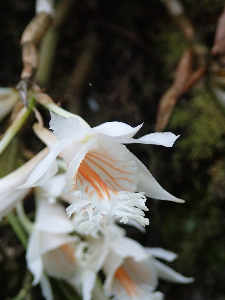 Dendrobium longicornu, photographed by Jigu