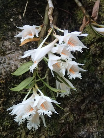 Dendrobium longicornu, photographed by Jigu