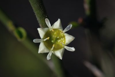 Adolphia californica, photographed by Madeleine Claire
