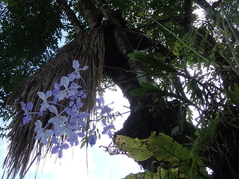 Vanda coerulea, photographed by Jigu