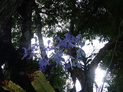 Vanda coerulea, photographed by Jigu