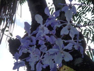 Vanda coerulea, photographed by Jigu