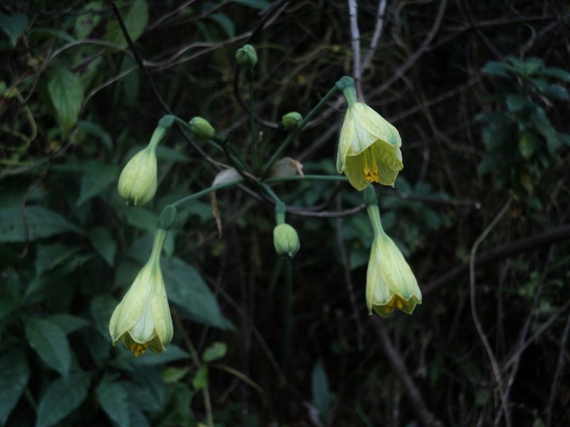 Stenomesson pearcei, photographed by Obed Palagot Echavarria