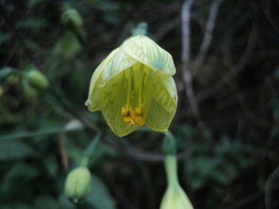 Stenomesson pearcei, photographed by Obed Palagot Echavarria