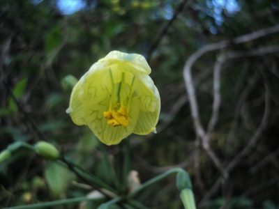 Stenomesson pearcei, photographed by Obed Palagot Echavarria