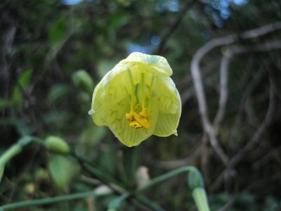 Stenomesson pearcei, photographed by Obed Palagot Echavarria