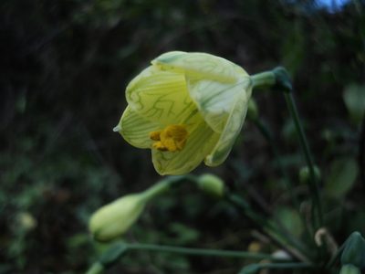 Stenomesson pearcei, photographed by Obed Palagot Echavarria