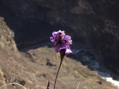 Tillandsia streptocarpa, photographed by Obed Palagot Echavarria