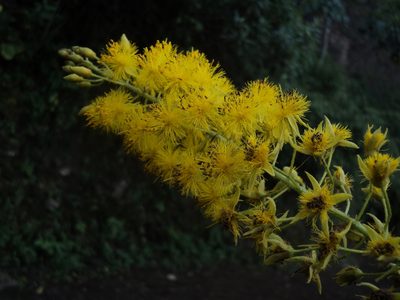 Abatia spicata, photographed by Obed Palagot Echavarria