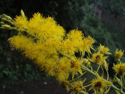 Abatia spicata, photographed by Obed Palagot Echavarria