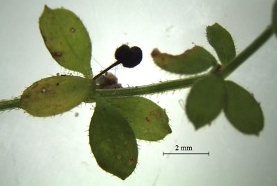 Galium propinquum, photographed by John Steel