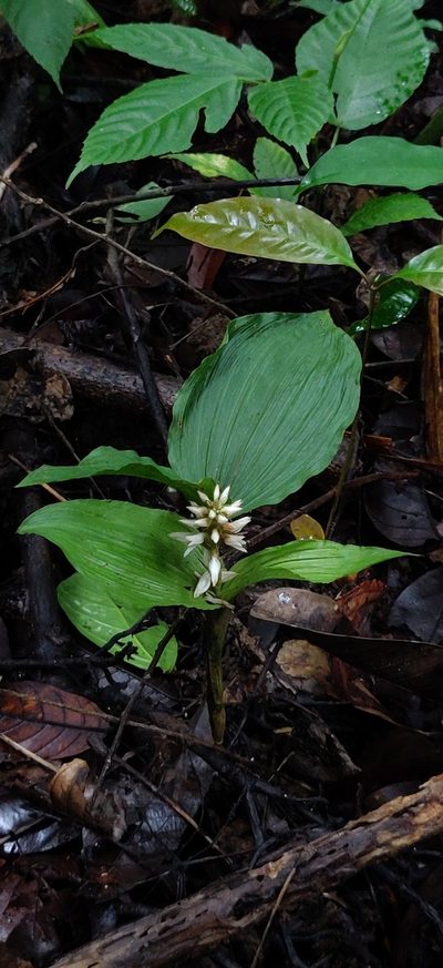 Tropidia angulosa, photographed by T R Shankar Raman