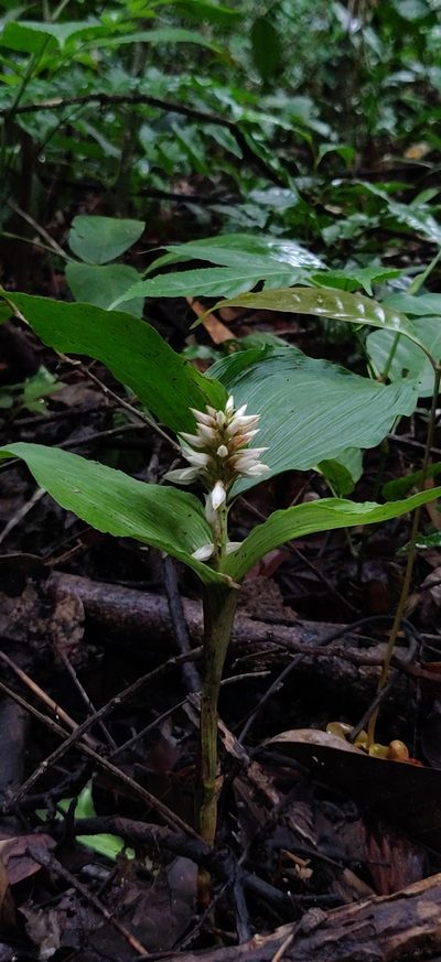 Tropidia angulosa, photographed by T R Shankar Raman