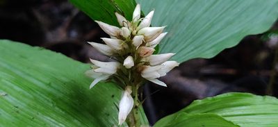 Tropidia angulosa, photographed by T R Shankar Raman