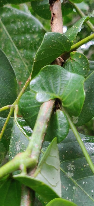 Otonephelium stipulaceum, photographed by T R Shankar Raman
