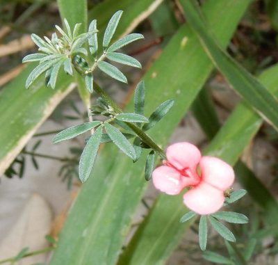 Indigofera disticha, photographed by Henry de Lange
