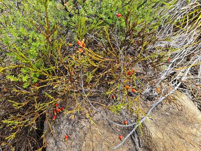 Exocarpos bidwillii, photographed by gnapp