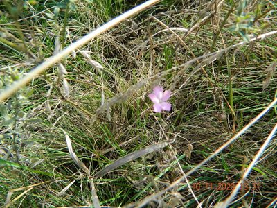 Dianthus carbonatus, photographed by Galyna Mykytynets