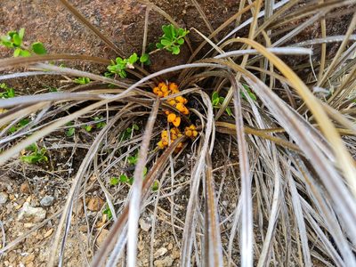 Astelia graminea, photographed by gnapp
