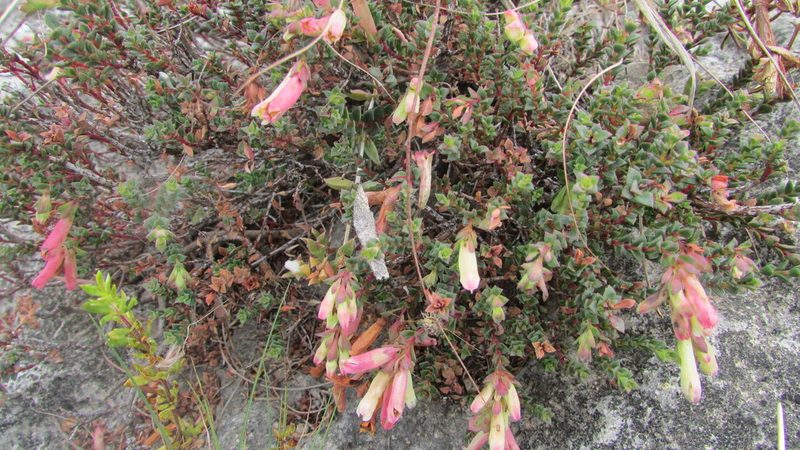 Penaea mundii, photographed by James Deacon
