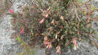 Penaea mundii, photographed by James Deacon