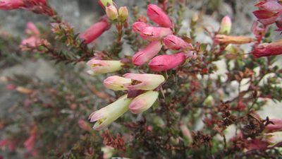 Penaea mundii, photographed by James Deacon